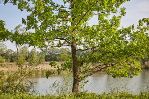Gemeinde Töging Landkreis Altötting Inn Baum vor Schilflandschaft (Dirschl Johann) Deutschland AÖ